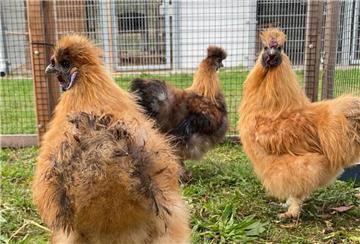 Drei Zwerg-Seidenhähne im Tierheim Bremerhaven.