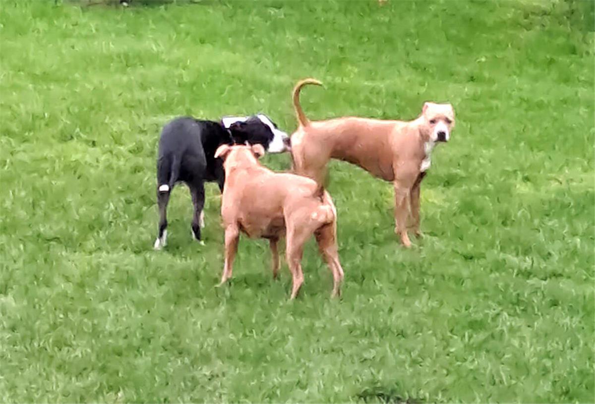 Hunde-Hammer! Kreis Cuxhaven bleibt hart Das sind die Hunde, die den Anwohnern in Loxstedt ein Dorn im Auge sind.