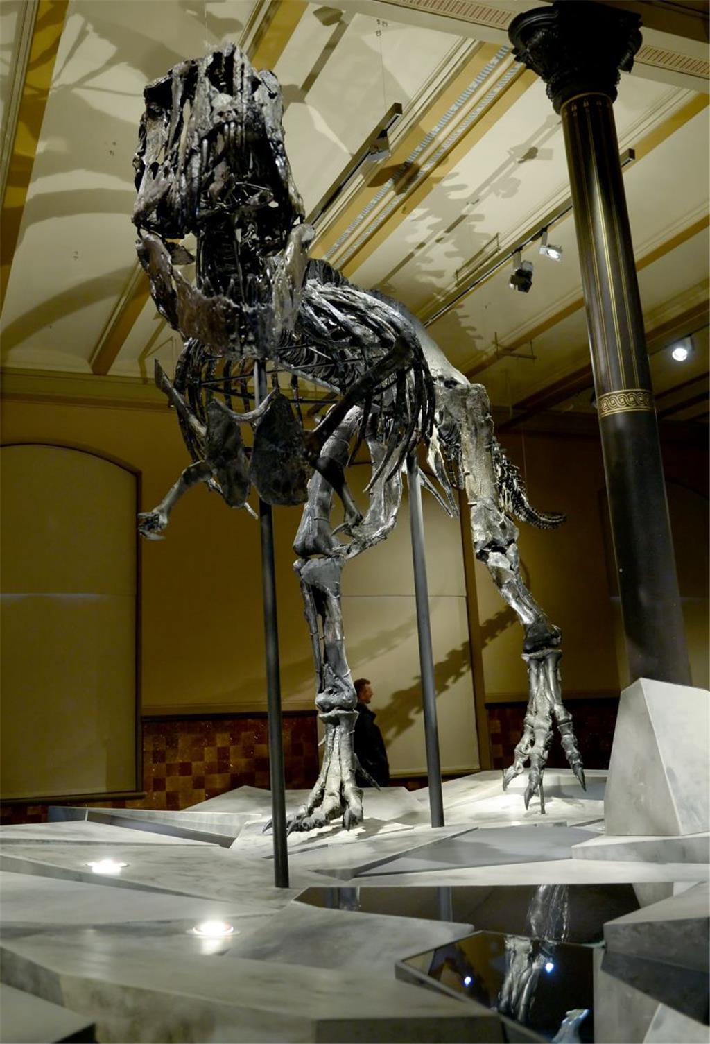 Tyrannosaurus Rex &quot;Tristan Otto&quot; wird in Berlin ausgestellt
