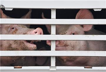 Schweine im Transporter