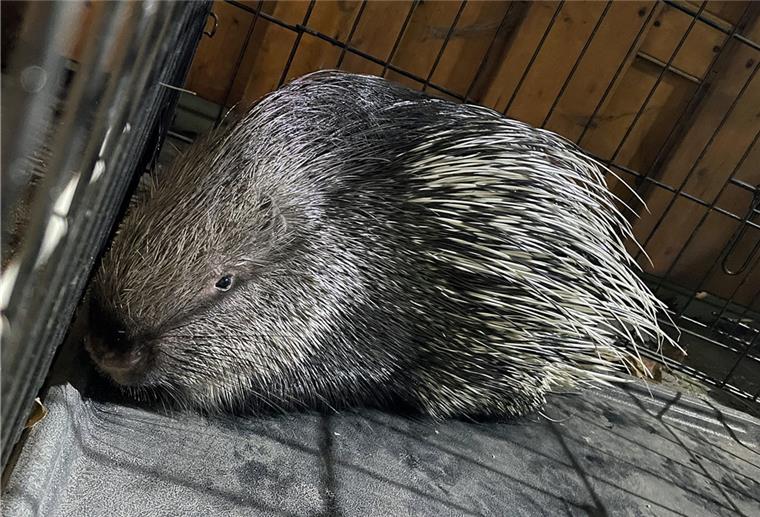 Das Stachelschwein, welches sich unter einem Auto eines Carport in Ostwestfalen versteckte hatte, wurde wieder an seinen Besitzer übergeben. Normalerweise sind Stachelschweine in Teilen Asiens, Afrikas und Südeuropa zuhause. 