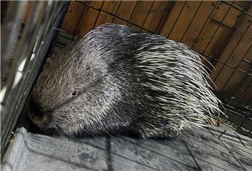 Das Stachelschwein, welches sich unter einem Auto eines Carport in Ostwestfalen versteckte hatte, wurde wieder an seinen Besitzer übergeben. Normalerweise sind Stachelschweine in Teilen Asiens, Afrikas und Südeuropa zuhause. 