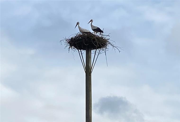 Das Storchenpaar auf seinem Nest auf Hof Bremer.