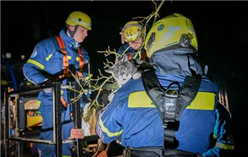 Das THW hat am Sonntag Kater „Puschkin“ von einem Baum in Spaden gerettet. 