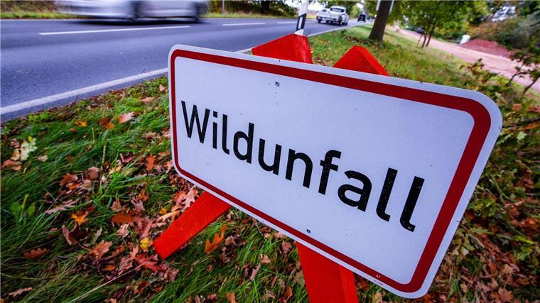 Das Tier war zunächst von einem Auto erfasst worden. (Symbolbild)