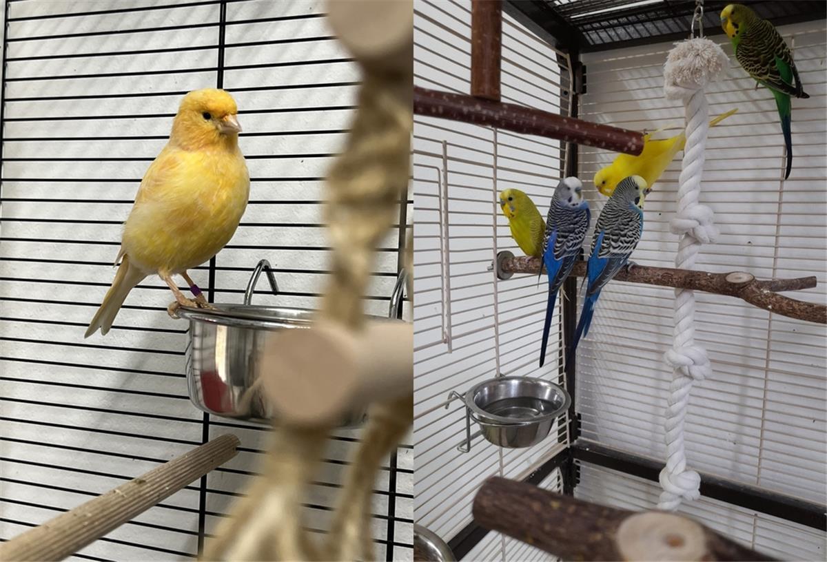 Ein Kanarienvogel und Wellensittiche sitzen in Volieren