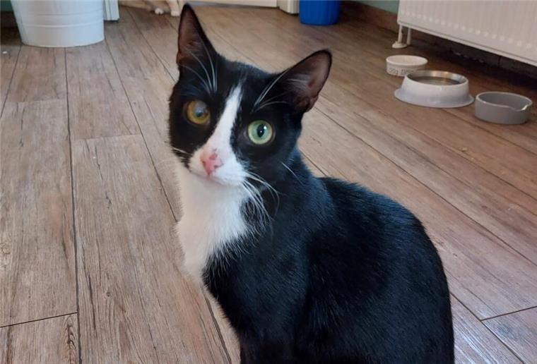 Wesermarsch: Gefangene Katze gibt Tierheim-Mitarbeitern Rätsel auf Katze gefunden
