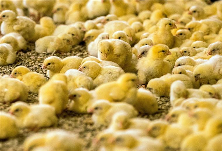 Das umstrittene Massentöten männlicher Küken soll verboten werden.