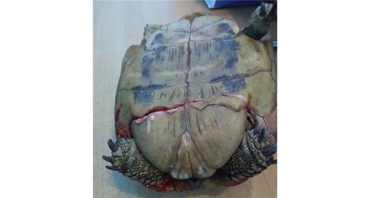 Schildkröte fällt von Brücke in Midlum und wird gerettet Das verletzte Schildkrötenweibchen ist auf der Bundesstraße bei Midlum gefunden und prompt zum Tierarzt gebracht worden.