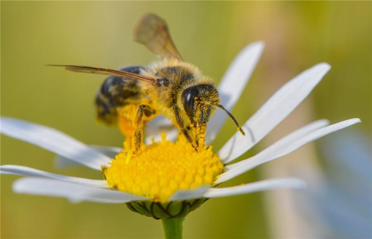 Volksbegehren Artenvielfalt auch in Niedersachsen Das Volkbegehren will einen besseren Schutz für Insekten wie Wildbienen.