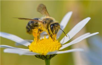 Das Volkbegehren will einen besseren Schutz für Insekten wie Wildbienen.