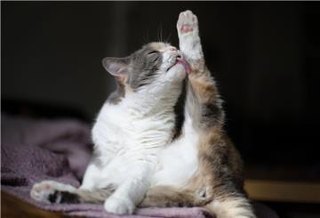 Eine Katze streckt im Sitzen das Hinterbein weit hoch und schleckt es.