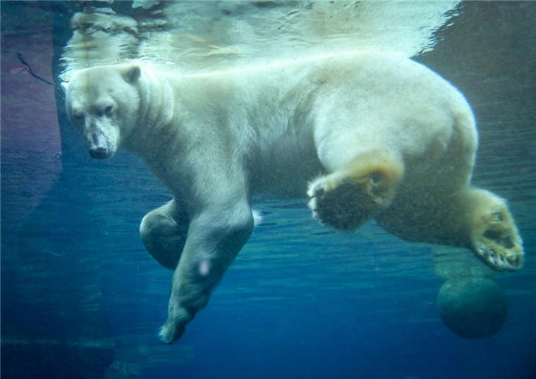 Hitze in Bremerhaven: PETA sieht Eisbären im Zoo am Meer in Gefahr Das Wasser im Gehege von Lloyd im Zoo am Meer hat durchgehend elf Grad.