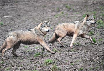 Wölfe laufen durch ein Gehege im Tierpark