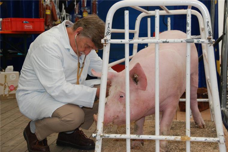 Dedesdorfer Schweinemarkt: Bei der Auktion wird künftig auf lebende Schweine verzichtet.