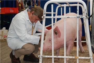 Dedesdorfer Schweinemarkt: Bei der Auktion wird künftig auf lebende Schweine verzichtet.