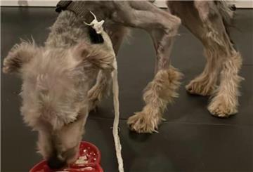 Dem kleinen Yorkshire-Terriermix Egon geht es offenbar schon wieder besser.
