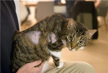 Eine Katze auf dem Arm ihres Herrchens.