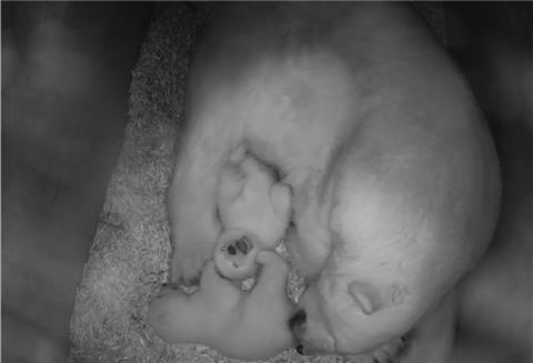 Demnächst auch in Farbe: Bei der ersten Untersuchung kommt der Eisbären-Nachwuchs im Zoo auch vor die Linse.