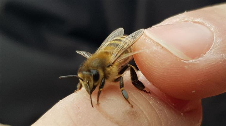 Den Bienen in Bremerhaven geht es nicht gut.
