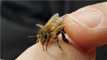Den Bienen in Bremerhaven geht es nicht gut.