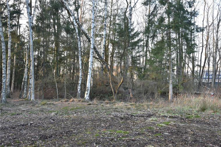 Den Kampf um den Erhalt des kleinen Birkenwäldchens in Aspe – das sogenannte Honigmoor – haben die Bündnisgrünen in Stadt und Samtgemeinde Zeven zum großen Bedauern von Ragnar Kaesche verloren. Mittlerweile sind die Bäume gefällt worden. 