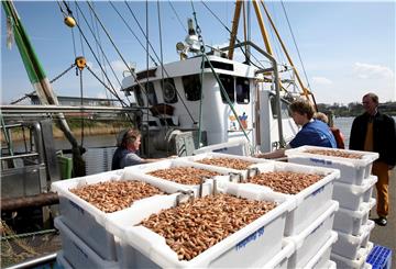 Den Krabbenfischern an der deutschen Nordseeküste steht das Wasser bis zum Hals. 