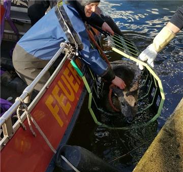 Den Rettungstauchern der Feuerwehr Bremerhaven gelang es, ein Reh aus dem Becken des Bremerhavener Fischereihafens zu retten. 