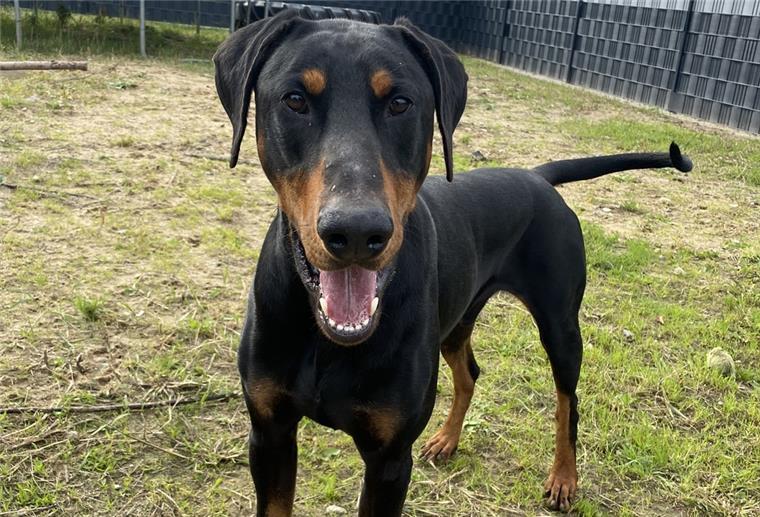 Der 2019 geborene Dobermann-Rüde Diego lebt derzeit im Bremerhavener Tierheim. 