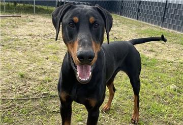 Der 2019 geborene Dobermann-Rüde Diego lebt derzeit im Bremerhavener Tierheim. 