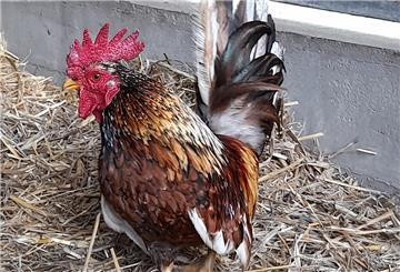 Der aktive und neugierige Zwerghahn Caruso möchte mit seiner Henne in eine neue Hennengruppe ziehen.