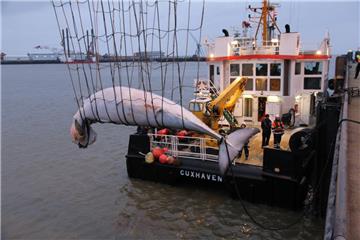 Der am Dienstag in der Elbmündung entdeckte Walkadaver ist in Cuxhaven an Land geholt worden.