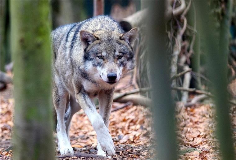 Nach tödlichem Unfall: Verschwundener Wolf ist wieder da Der am Wochenende bei einem Autounfall getötete Wolf – hier ein Symbolbild – ist wieder aufgetaucht.