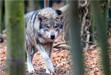 Der am Wochenende bei einem Autounfall getötete Wolf – hier ein Symbolbild – ist wieder aufgetaucht. 