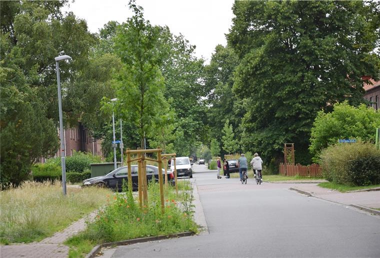 Der Amberbaum gilt als klimafit. Deshalb hat ihn die Stadt ausgesucht, als es um Nachpflanzungen am Hohen Weg in FAH ging.