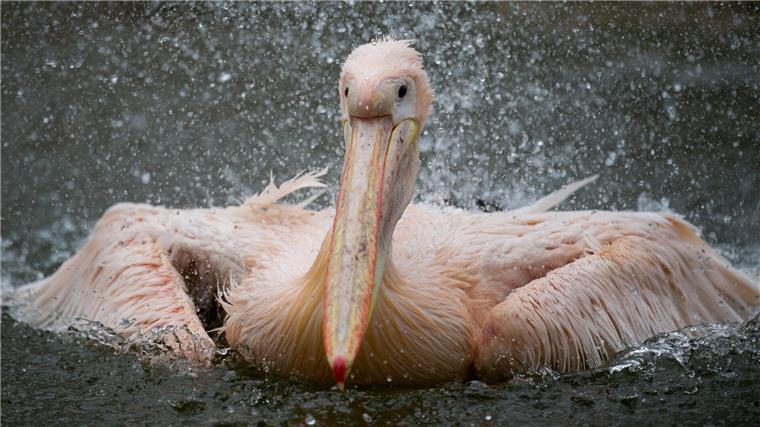 Der an Heiligabend in Strückhausen tot aufgefundene entflogene Pelikan aus dem Jaderberger Tierpark war laut Zoo gut genährt. Die Todesursache bleibt ein Rätsel.