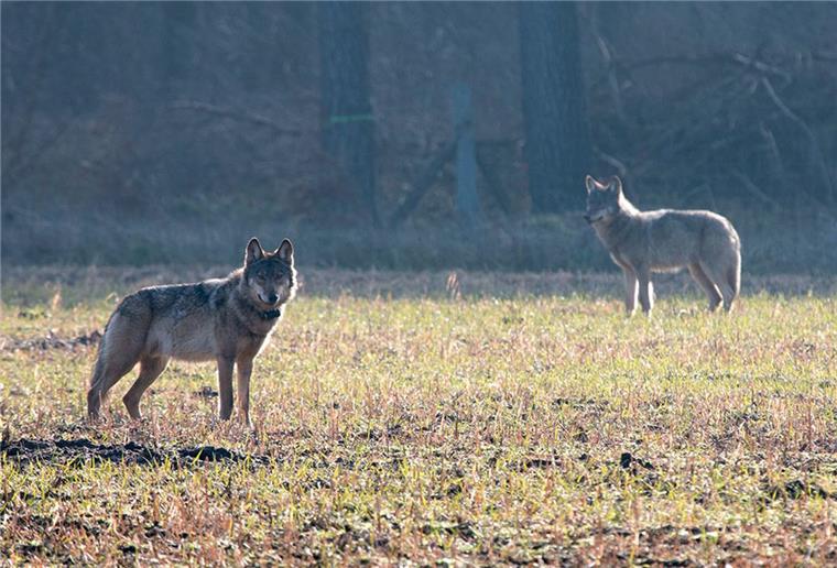 Problemwolf Kurti wird in Berlin untersucht Der auffällig gewordene Wolf Kurti aus dem Munsteraner Rudel ist tot. Er wurde nach Angaben des niedersächsischen Umweltministeriums am 27. April im Landkreis Heidekreis erschossen.