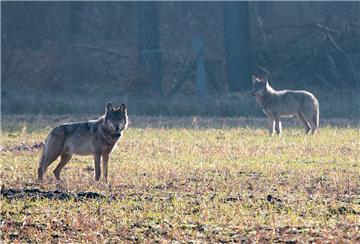 Der auffällig gewordene Wolf Kurti aus dem Munsteraner Rudel ist tot. Er wurde nach Angaben des niedersächsischen Umweltministeriums am 27. April im Landkreis Heidekreis erschossen.