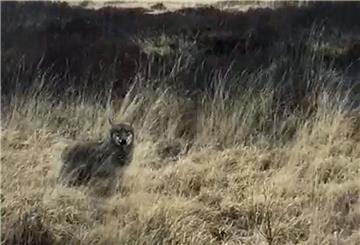 Der Ausschnitt aus dem Video zeigt einen der beiden Wölfe. Ob es der Rüde oder die Fähe ist, kann man nicht erkennen.