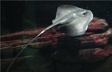 Der australische Tierfilmer Steve Irwin starb durch einen Stich eines Stachelrochens. Der Stich traf das Herz des Australiers. 