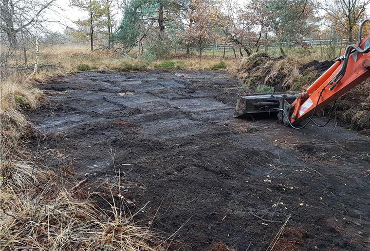 Der Bagger trägt vorsichtig den Oberboden in der vergrasten Heide am Twelenberg ab. Damit wird quasi die historische Landnutzung nachgestellt, durch die diese Flächen entstanden sind. Seit dem Mittelalter wurden sie beweidet und „geplaggt“, das heißt Vegetation und Oberboden wurden abgetragen und als Einstreu für die Viehställe verwendet. Anschließend wurde das Material mit dem Dung der Tiere auf die Äcker gebracht.