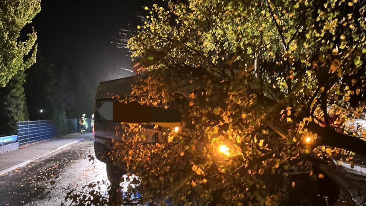 Der Baum, welcher auf der Verkehrsinsel stand und aus dem Boden gerissen wurde.