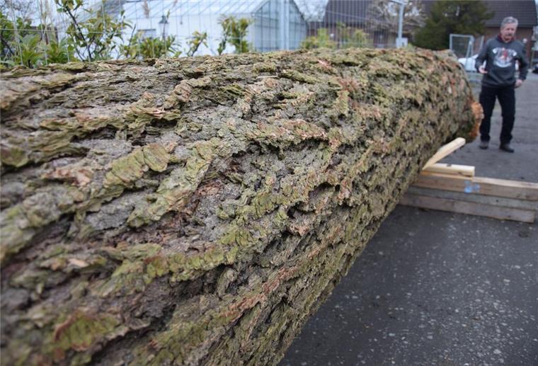 Böse Überraschung: Der neue Nordenhamer Maibaum ist viel zu klein Ein riesiger Baum liegt auf dem Boden.