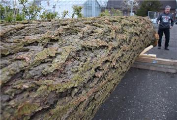 Ein riesiger Baum liegt auf dem Boden.