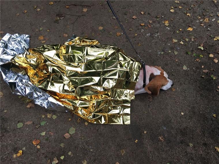 Der Beagle, der am Montag blutend im Bürgerpark in Geestemünde entdeckt worden war, ist auf dem Weg der Besserung.
