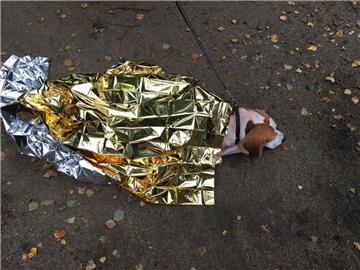 Der Beagle, der am Montag blutend im Bürgerpark in Geestemünde entdeckt worden war, ist auf dem Weg der Besserung.