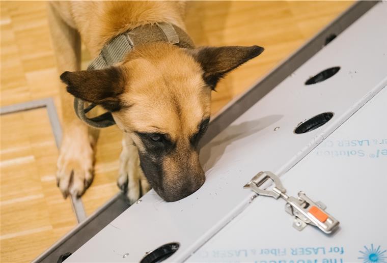 Der belgische Schäferhund Filou schnüffelt in der Tierärztlichen Hochschule (TiHo) an einer Trainingsmaschine für Corona Spürhunde. 