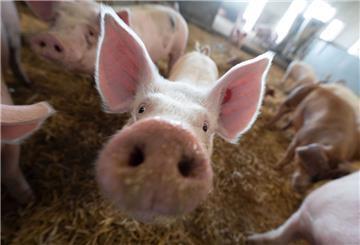 Ein Schwein steht in einem Stall