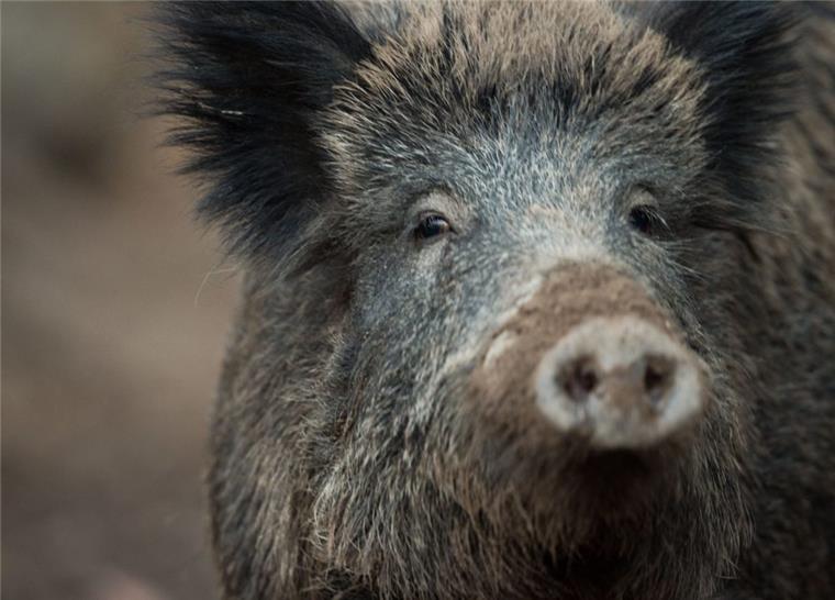 Der Bestand an Wildschweinen hat sich in den vergangenen Jahren deutlich erhöht.