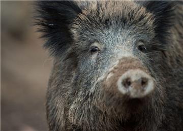 Der Bestand an Wildschweinen hat sich in den vergangenen Jahren deutlich erhöht.
